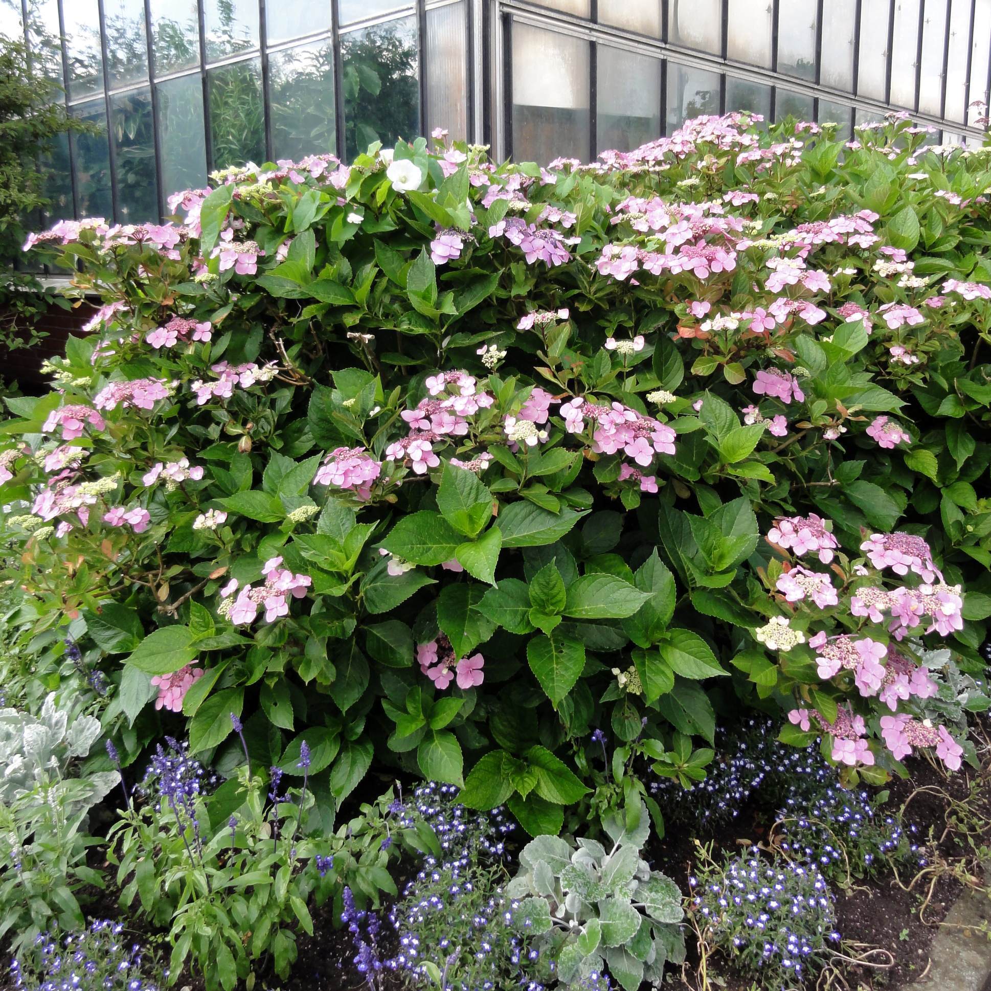 Hydrangea serrata 'Rosalba'